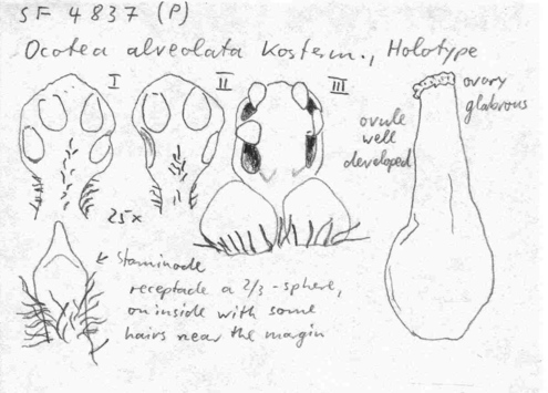 Vorschaubild Ocotea alveolata Kosterm.